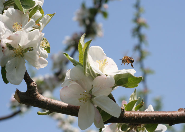 Spring Pollination