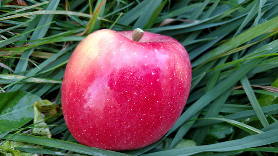 Braeburn apples 🍎 🌿 A guide to this crisp and tangy variety