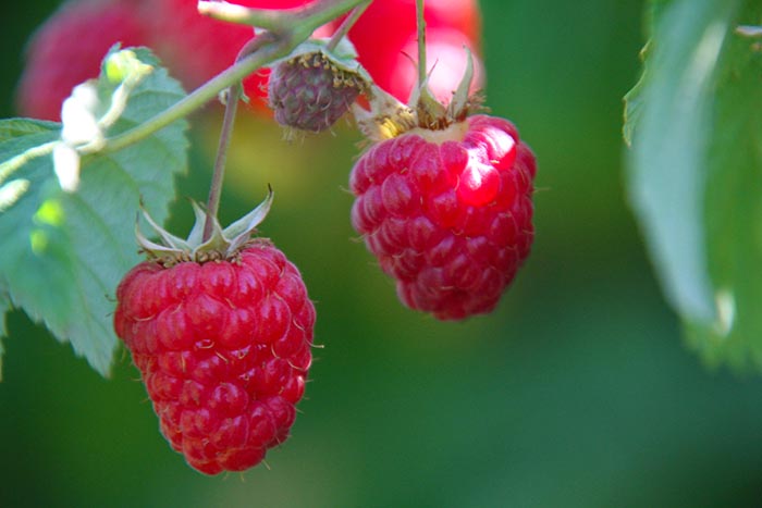 Visit our pick your own farm to pick.  Ransom Sage Farm is located a on Rt44 North of Chardon.